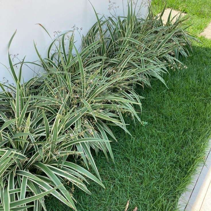 Flax Lily Plant - Spaider Plant - ফ্লাক্স লিলি। - Image 3
