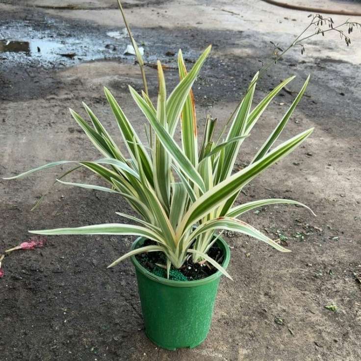 Flax Lily Plant - Spaider Plant - ফ্লাক্স লিলি। - Image 2