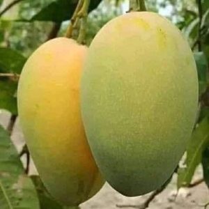 ফজলি আম গাছ / Fazli mango plan