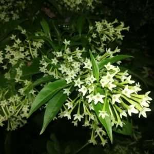 Hasnahena - হাসনাহেনা - Night-blooming jasmine
