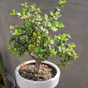 Jade Plant - জেড প্লান্ট