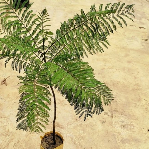 Jakaranda Plant - জ্যাকারান্ডা। - Image 2