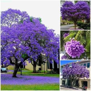Jakaranda Plant - জ্যাকারান্ডা।