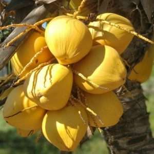 Kerala Dwarf Coconut Plant কেরালা নারিকেল গাছ।