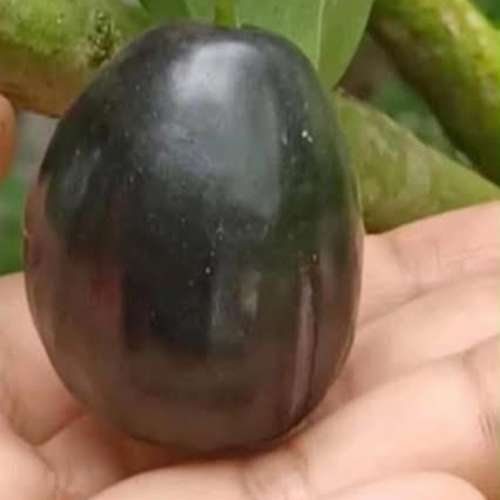 Kg 10 Jamun Plant Thail kg 10 jam gac কেজি ১০ জাম গাছ থাই। - Image 2