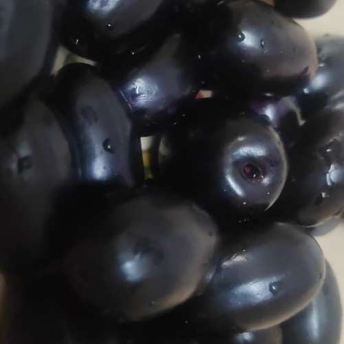 Kg 10 Jamun Plant Thail kg 10 jam gac কেজি ১০ জাম গাছ থাই। - Image 3