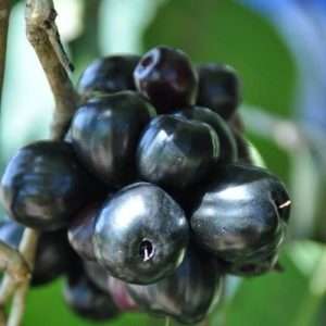 Kg 10 Jamun Plant Thail kg 10 jam gac কেজি ১০ জাম গাছ থাই।