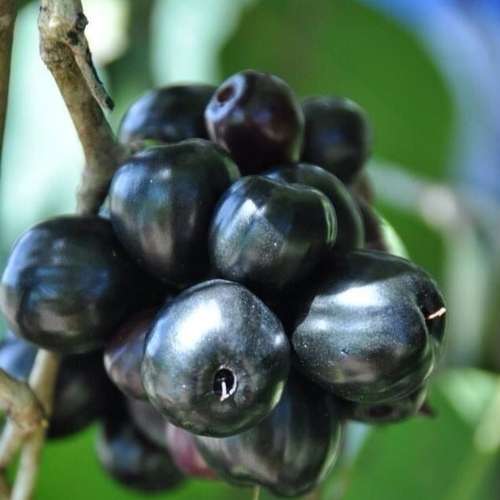 Kg 10 Jamun Plant Thail kg 10 jam gac কেজি ১০ জাম গাছ থাই।