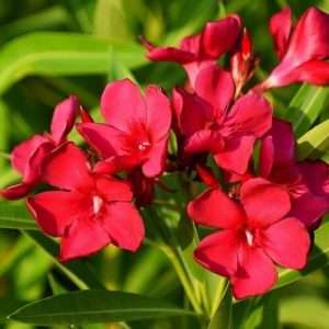 Rokto Korobi - রক্তকরবী - Red Oliender Flower