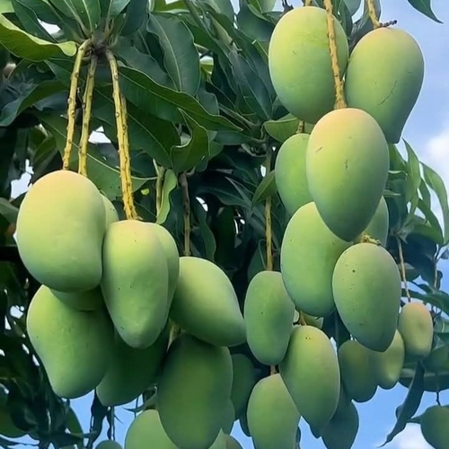আম্রপালি আম গাছ / Amrapali Mango plant