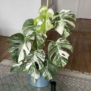Albo Borsigiana Monstera deliciosa মনেস্টারা এলবো বেরিগেডেট
