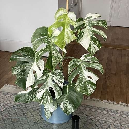 Albo Borsigiana Monstera deliciosa মনেস্টারা এলবো বেরিগেডেট