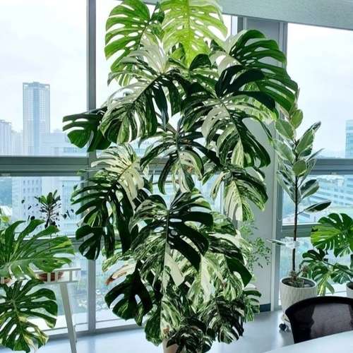 Albo Borsigiana Monstera deliciosa মনেস্টারা এলবো বেরিগেডেট - Image 2