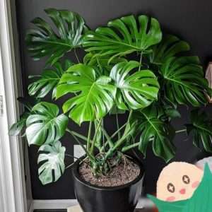 Monstera deliciosa মনস্টেরা ডেলিসিওসা