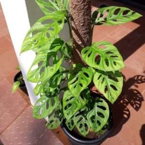 Monstera Adansonii - মনস্টেরা এডানসনি - সুইস চিজ প্ল্যান্ট