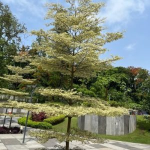 Terminalia mantaly 'Variegata - Nakachua Variegata - বেরিগেটেড নাকাচুয়া।