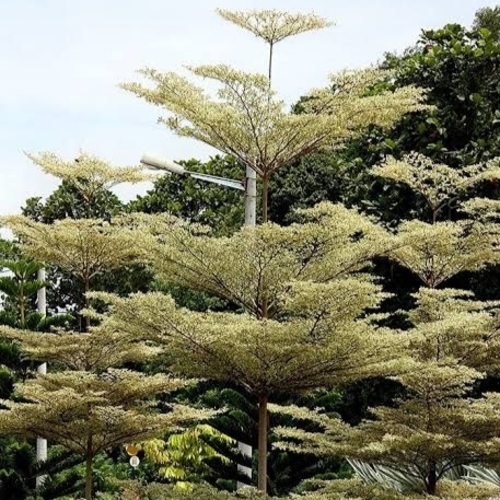 Terminalia mantaly 'Variegata - Nakachua Variegata - বেরিগেটেড নাকাচুয়া। - Image 2