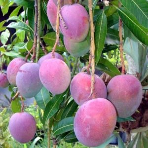 আমেরিকান পালমার আম / American Red palmer mango plant