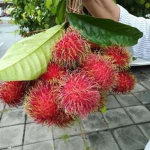 Rambutan Plant রামবুটান চারা