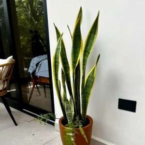 স্নেক প্ল্যান্ট হলুদ Snake Plant Yellow