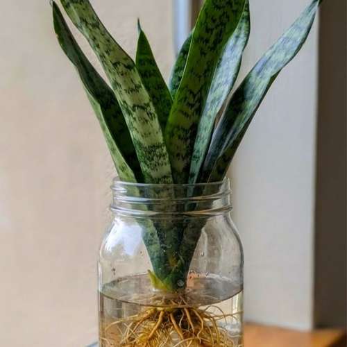 স্নেক প্ল্যান্ট সবুজ - Snake Plant green - Image 3