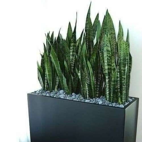 স্নেক প্ল্যান্ট সবুজ - Snake Plant green - Image 2