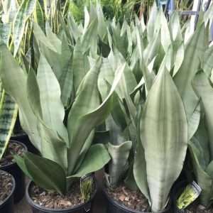 Moonshine Snake Plant Selver color snack plant স্নেক প্লান্ট সিলভার কালার।
