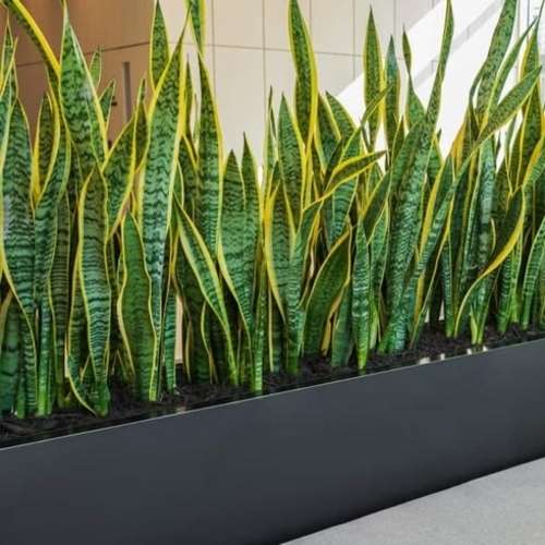 স্নেক প্ল্যান্ট হলুদ Snake Plant Yellow - Image 2