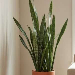 স্নেক প্ল্যান্ট সবুজ - Snake Plant green