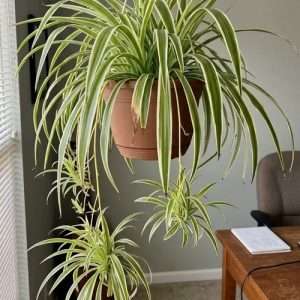 Creeper Spaider plant - লতানো স্পাইডার - Chlorophytum comosum-Vittatum