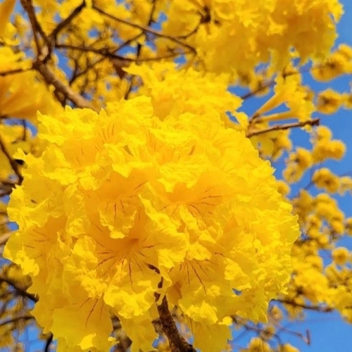 ট্যাবেবুইয়া হলুদ ফুল গাছ - Tabebuia yellow - Trumpet trees - Image 2