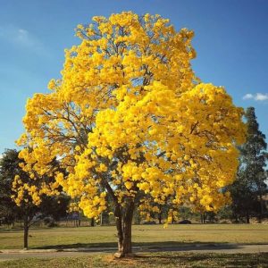 ট্যাবেবুইয়া হলুদ ফুল গাছ - Tabebuia yellow - Trumpet trees