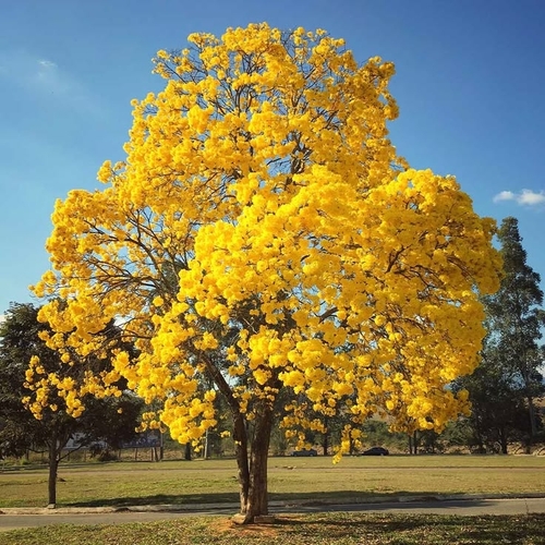 ট্যাবেবুইয়া হলুদ ফুল গাছ - Tabebuia yellow - Trumpet trees