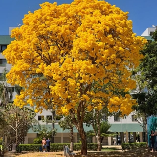 ট্যাবেবুইয়া হলুদ ফুল গাছ - Tabebuia yellow - Trumpet trees - Image 3