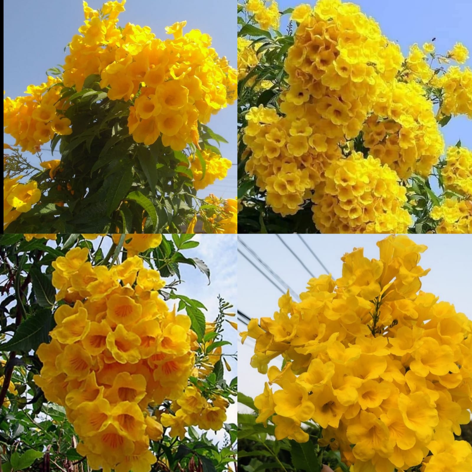Tecoma stans - Yellow Elder - টিকমা - চন্দ্রপ্রভা - Image 2