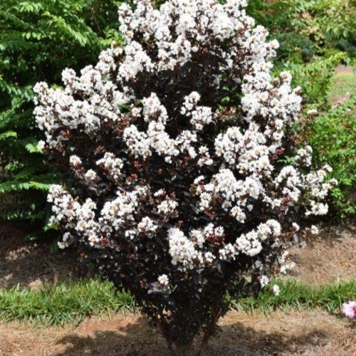 Black Cherry Flower plant- ব্ল্যাক চেরি ফুল - Black Diamond Crape Myrtle - Image 2