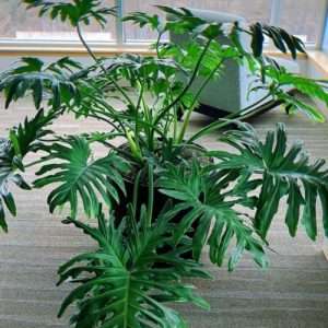 Monstera Xanadu মনেস্টারা জেনাডু