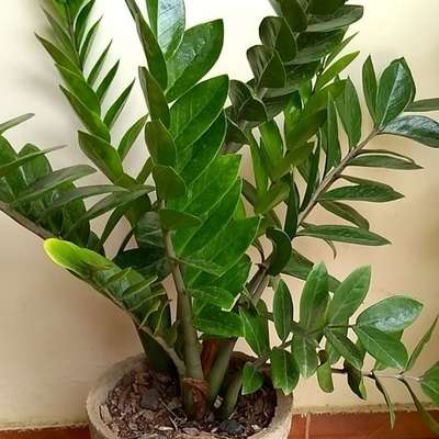 ZZ plant Block most popular 100% indoor - Image 2