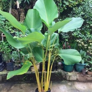ক্যালাথিয়া লুটিয়া - Calathea lutea - Cigar Paper Plant