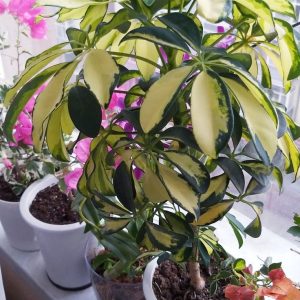 ভ্যারিগেটেড শেফলেরা - Variegated Schefflera- ভ্যারিগেটেড ছফেলা।